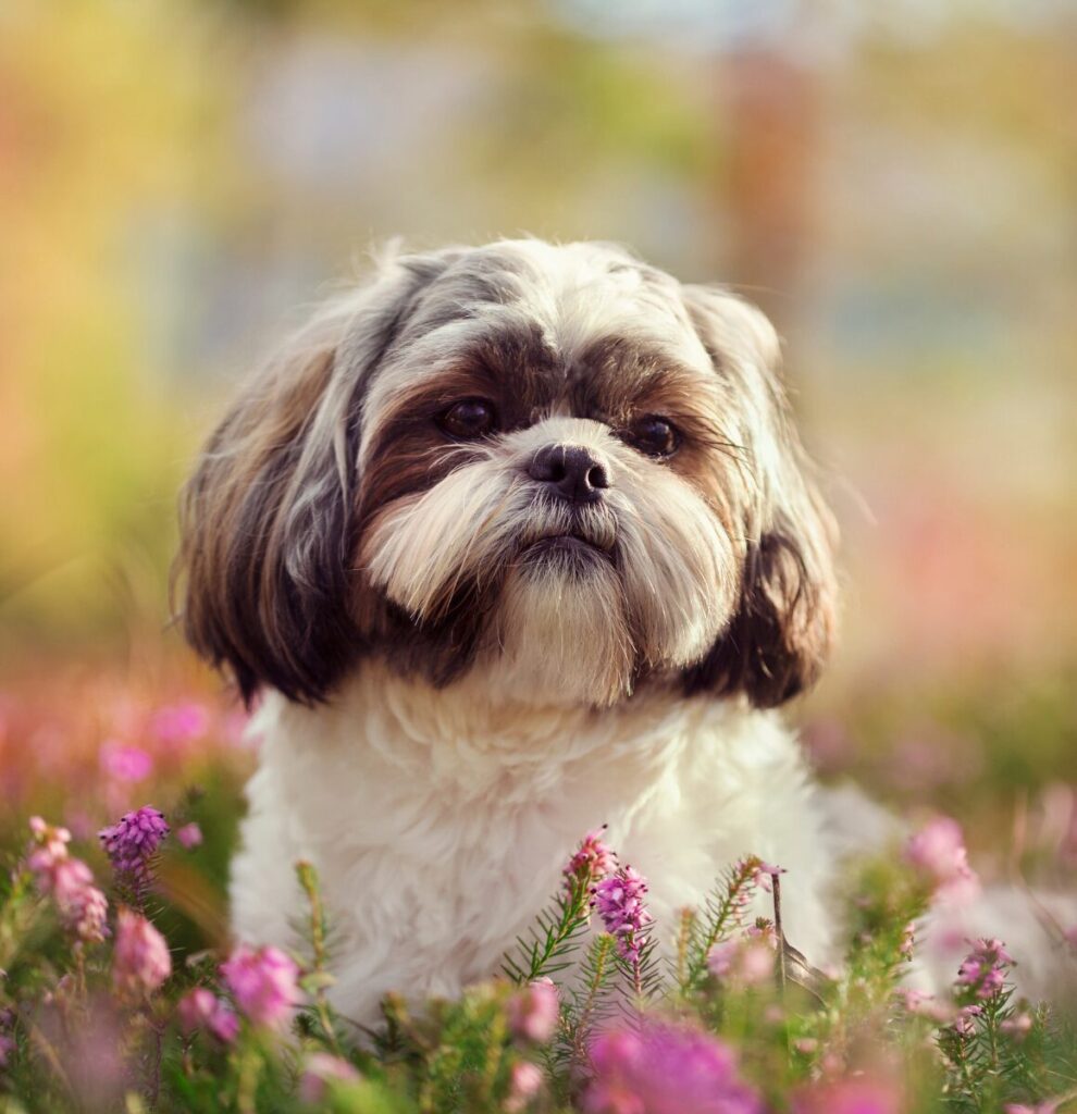 Legowisko dla shih tzu