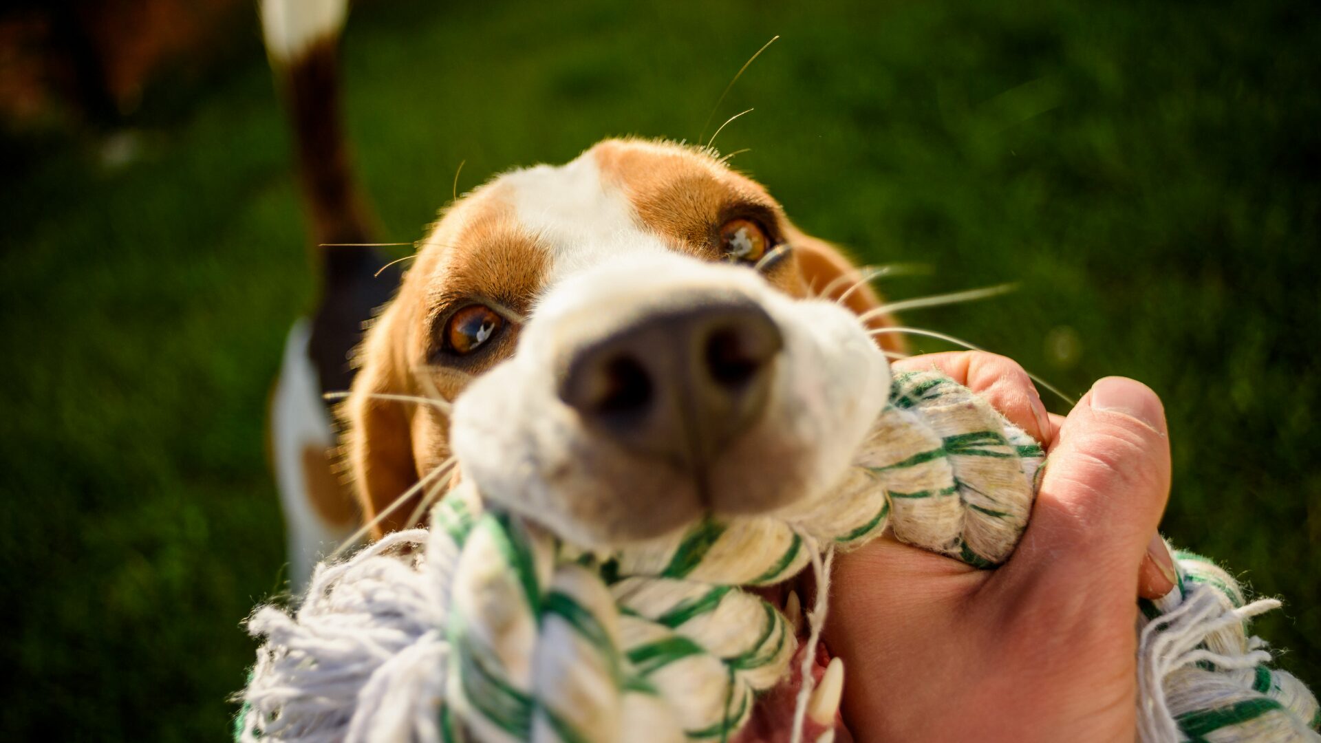 Read more about the article Zabawa szarpakiem – czy jest bezpieczna dla psich zębów?