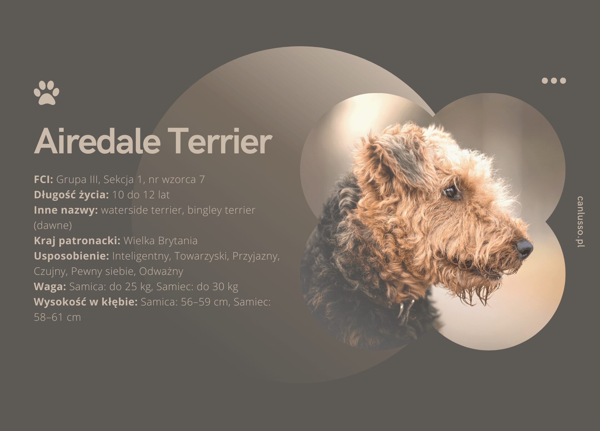 Read more about the article Airedale Terrier – Charakter, pielęgnacja, choroby