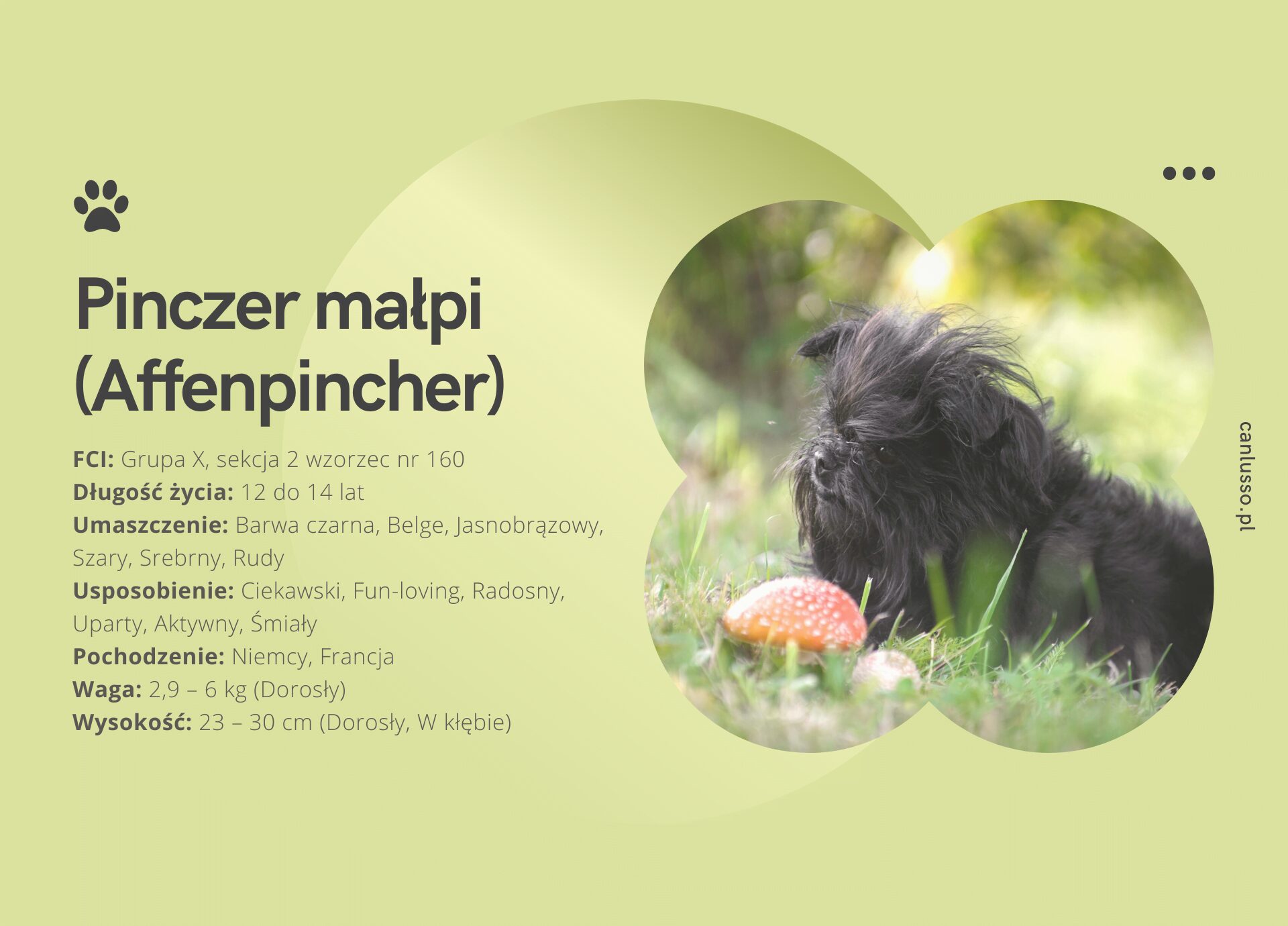 Read more about the article Pinczer małpi (Affenpincher) – Charakter, pielęgnacja, choroby