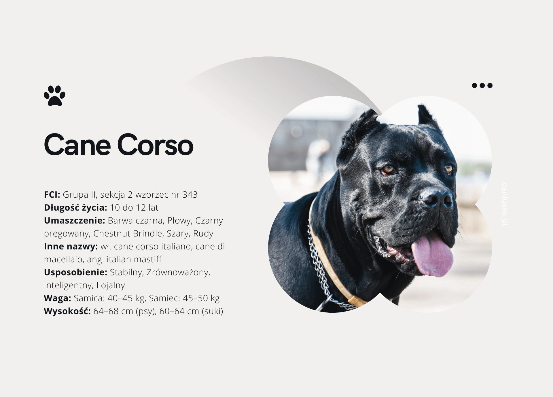 Read more about the article Cane Corso – Charakter, pielęgnacja, choroby