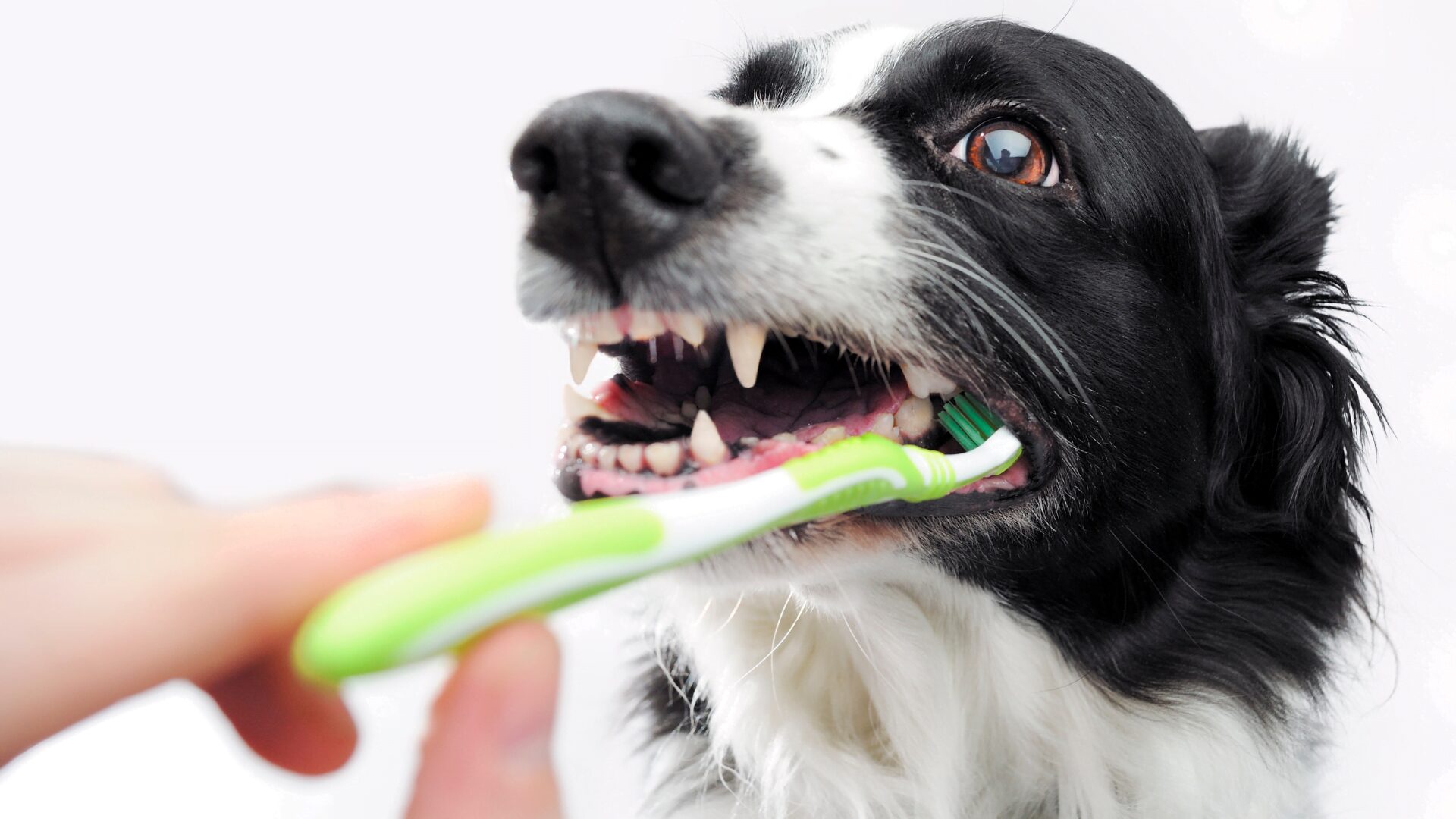 Read more about the article Jak myć psu zęby? Dlaczego jest to tak ważne.
