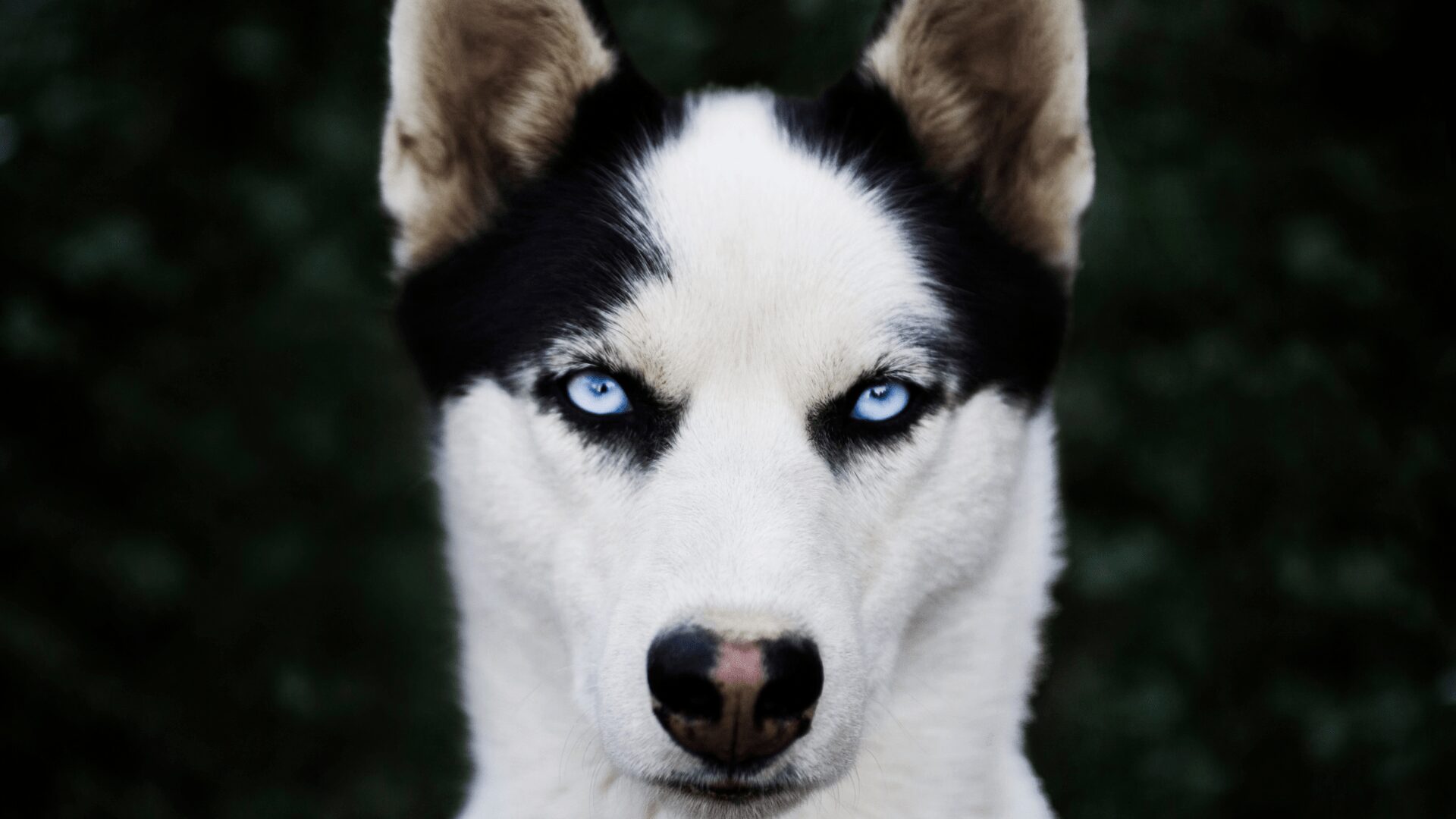 Read more about the article Obecność nadmiernej wydzieliny z oczu psa. Co może oznaczać?