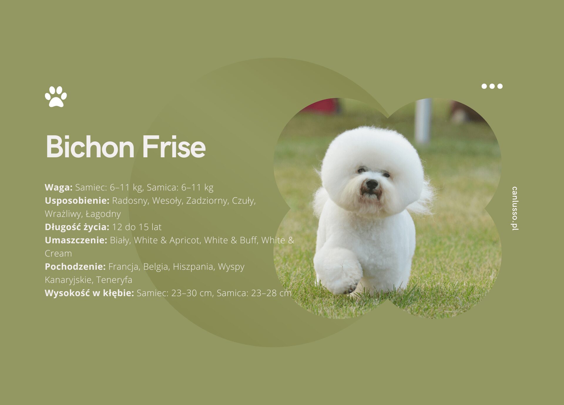 Read more about the article Bichon Frise – Charakter, pielęgnacja, choroby