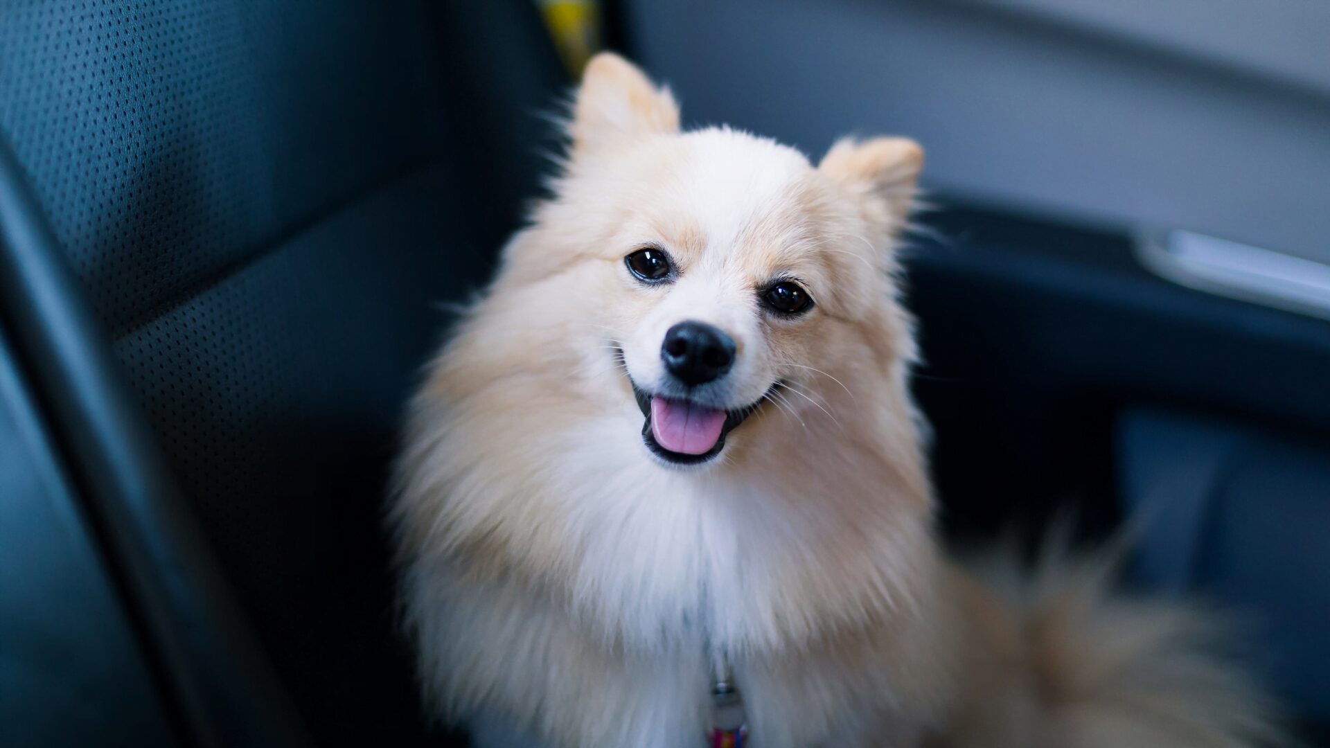 Read more about the article Jak przyzwyczaić psa do jazdy samochodem?