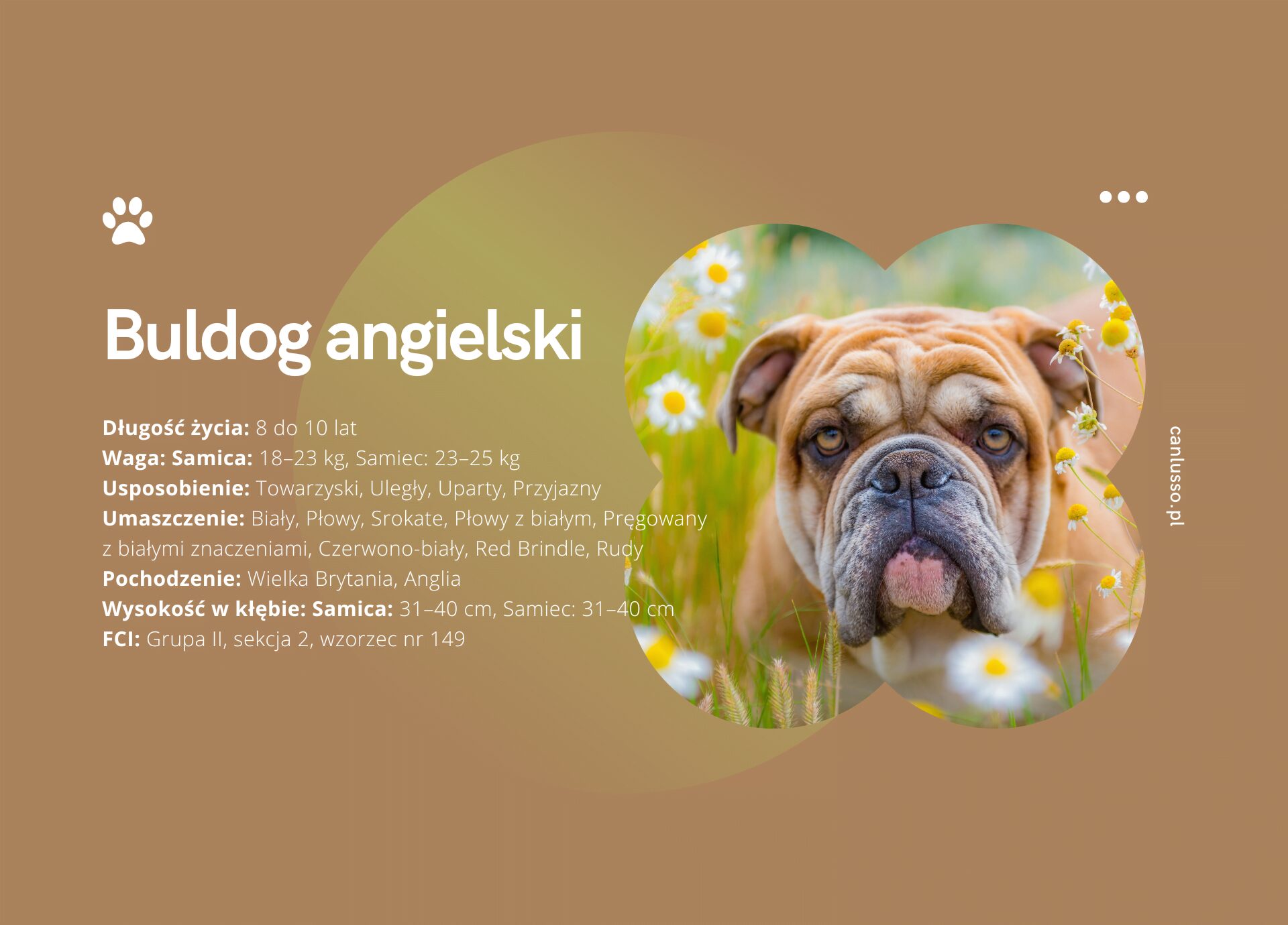 Read more about the article Buldog angielski – Charakter, pielęgnacja, choroby