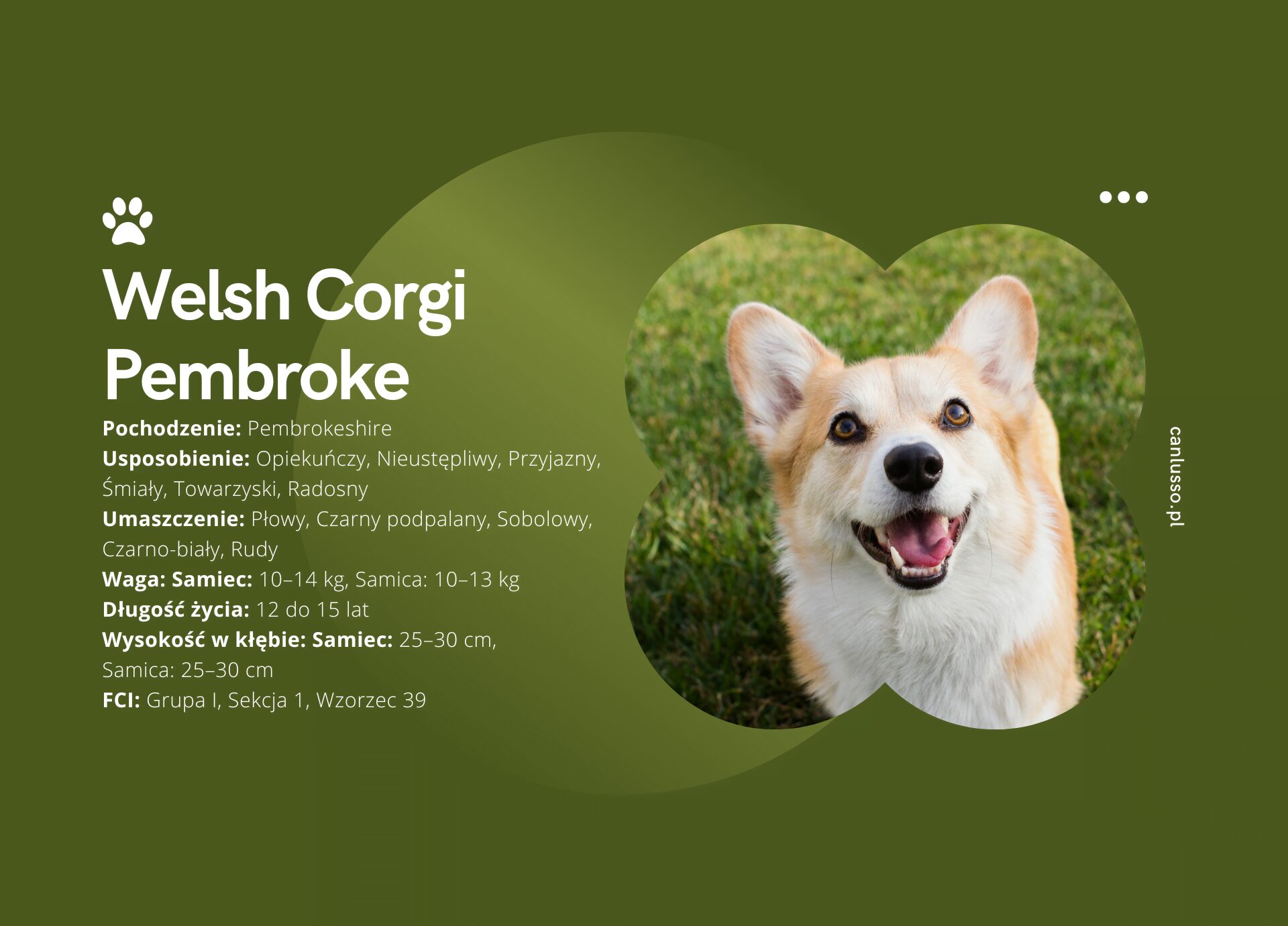 Read more about the article Welsh Corgi Pembroke – Charakter, pielęgnacja, choroby