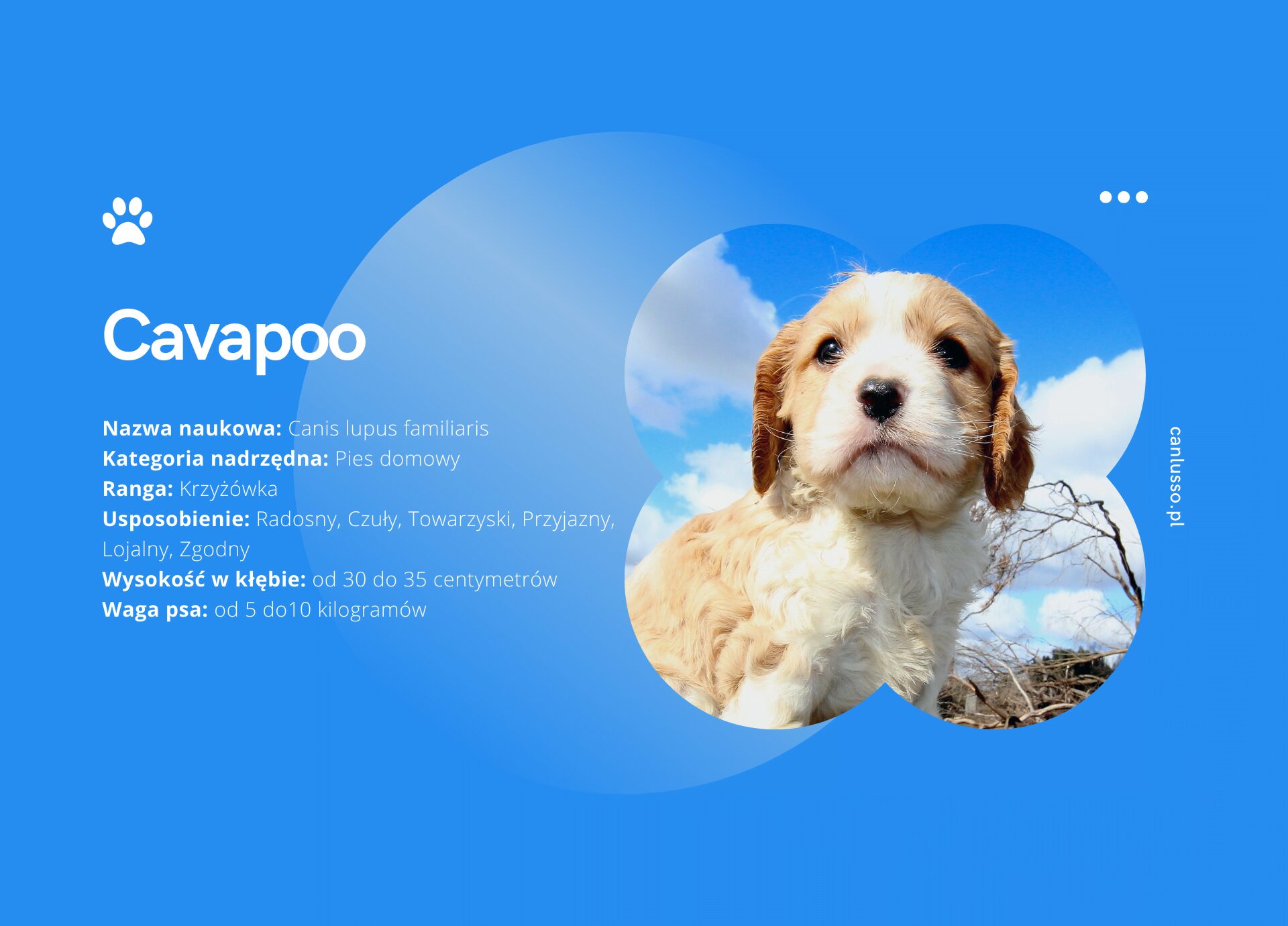 Read more about the article Cavapoo – Charakter, pielęgnacja, choroby
