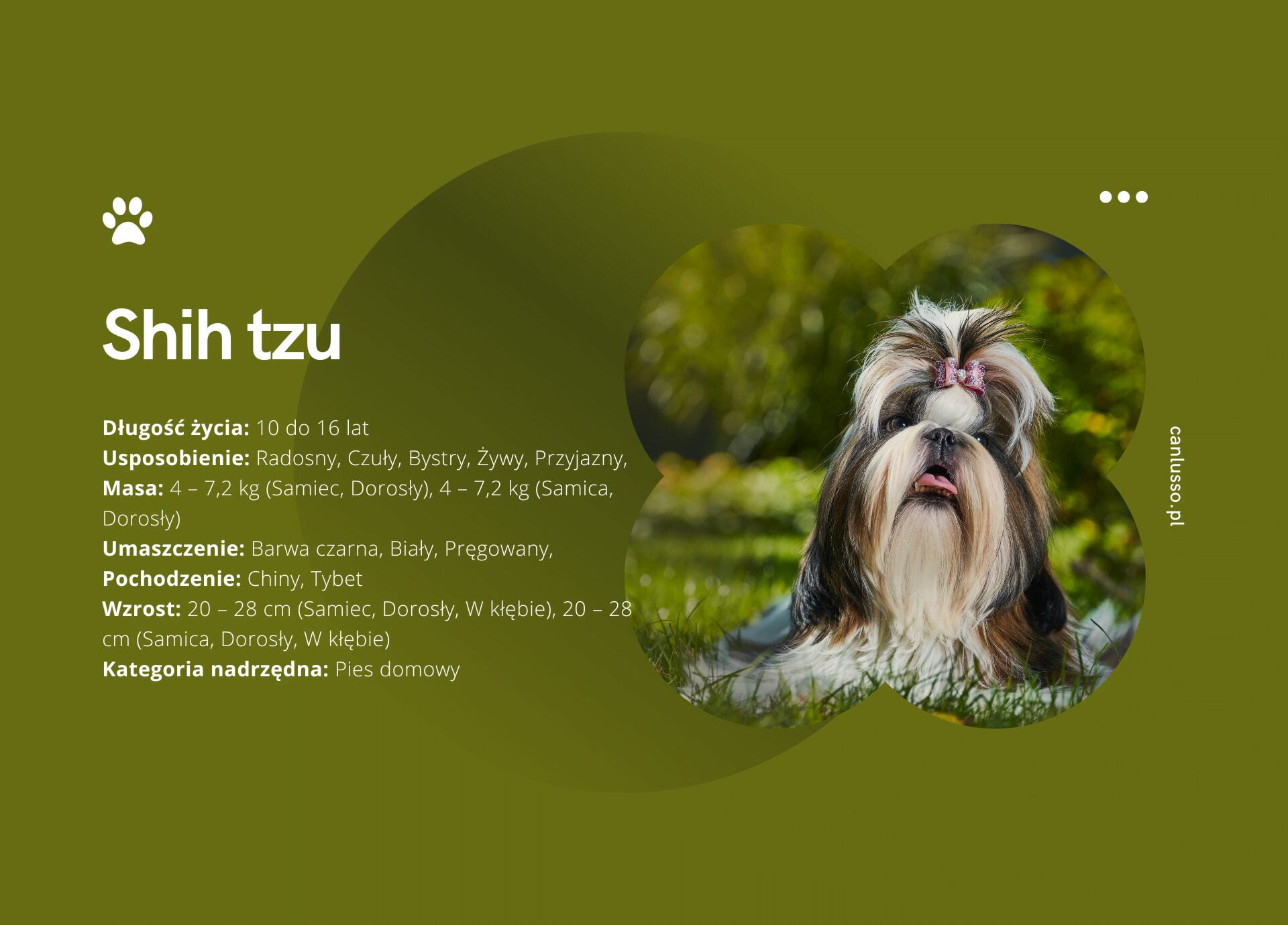 Read more about the article Shih-tzu charakter, pielęgnacja, choroby