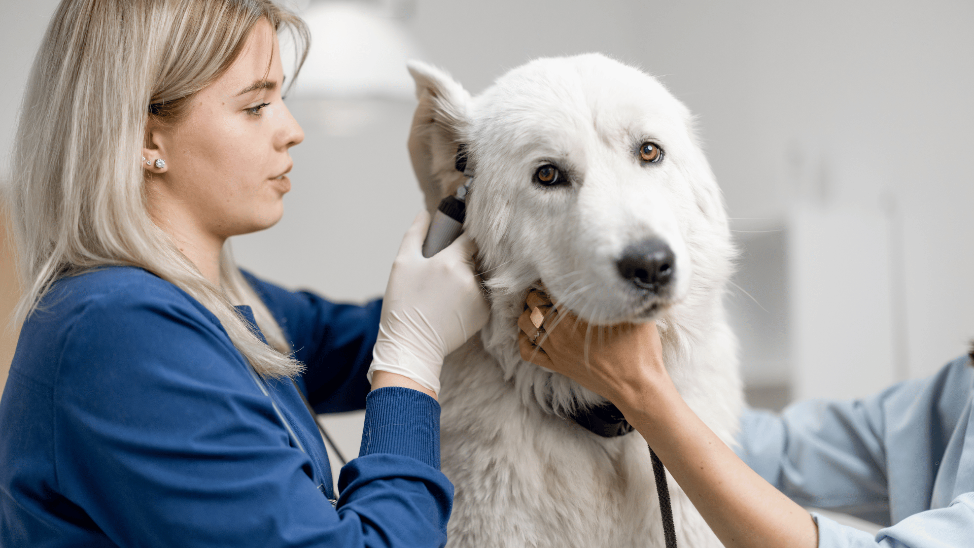 Read more about the article Infekcja i zapalenie ucha u psa
