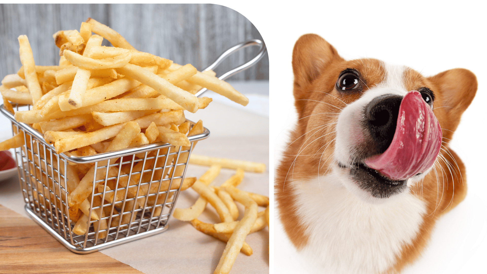 Read more about the article Czy psy mogą jeść chipsy lub frytki?