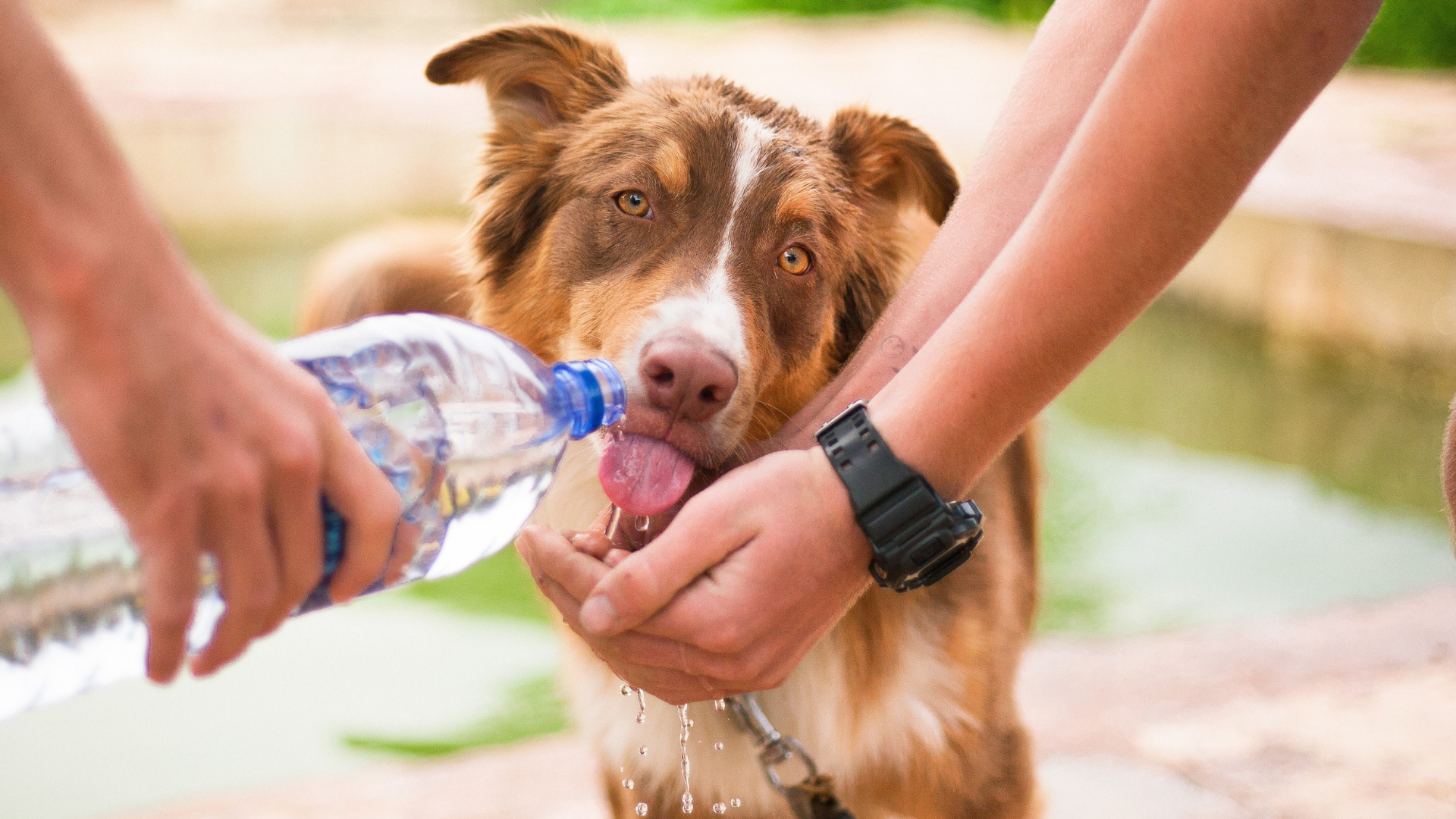 Read more about the article Czy psy mogą pić gazowaną wodę?
