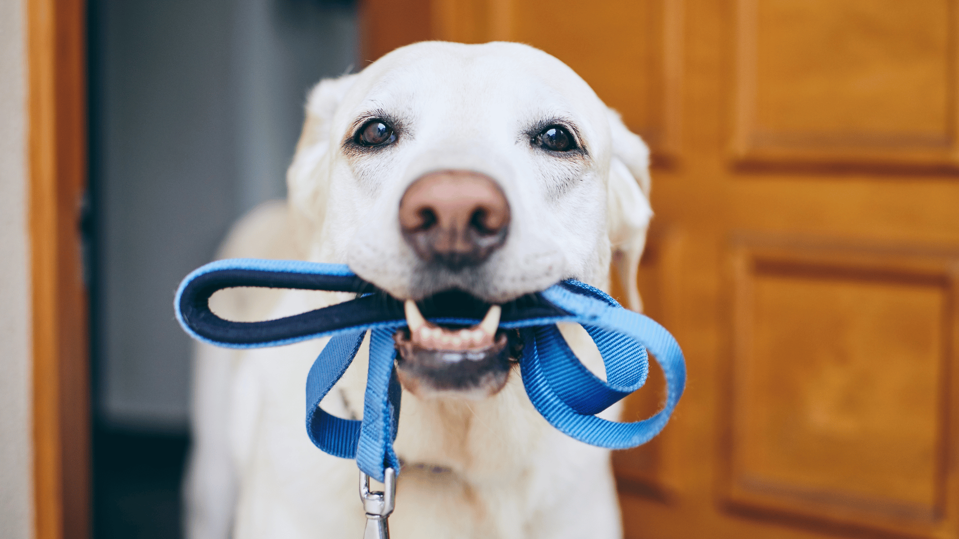 Read more about the article Jak nauczyć psa chodzić na smyczy. Trening w kilku krokach.