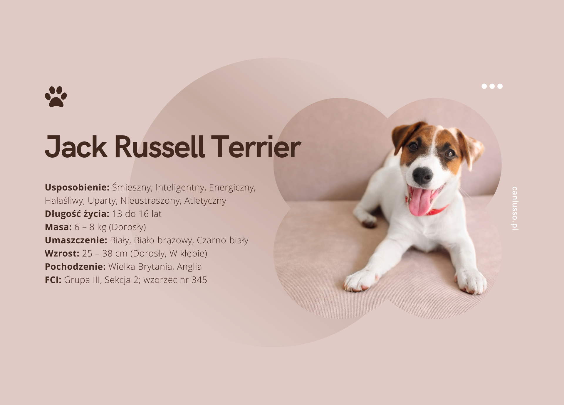 Read more about the article Jack Russell Terrier – charakter, pielęgnacja, choroby