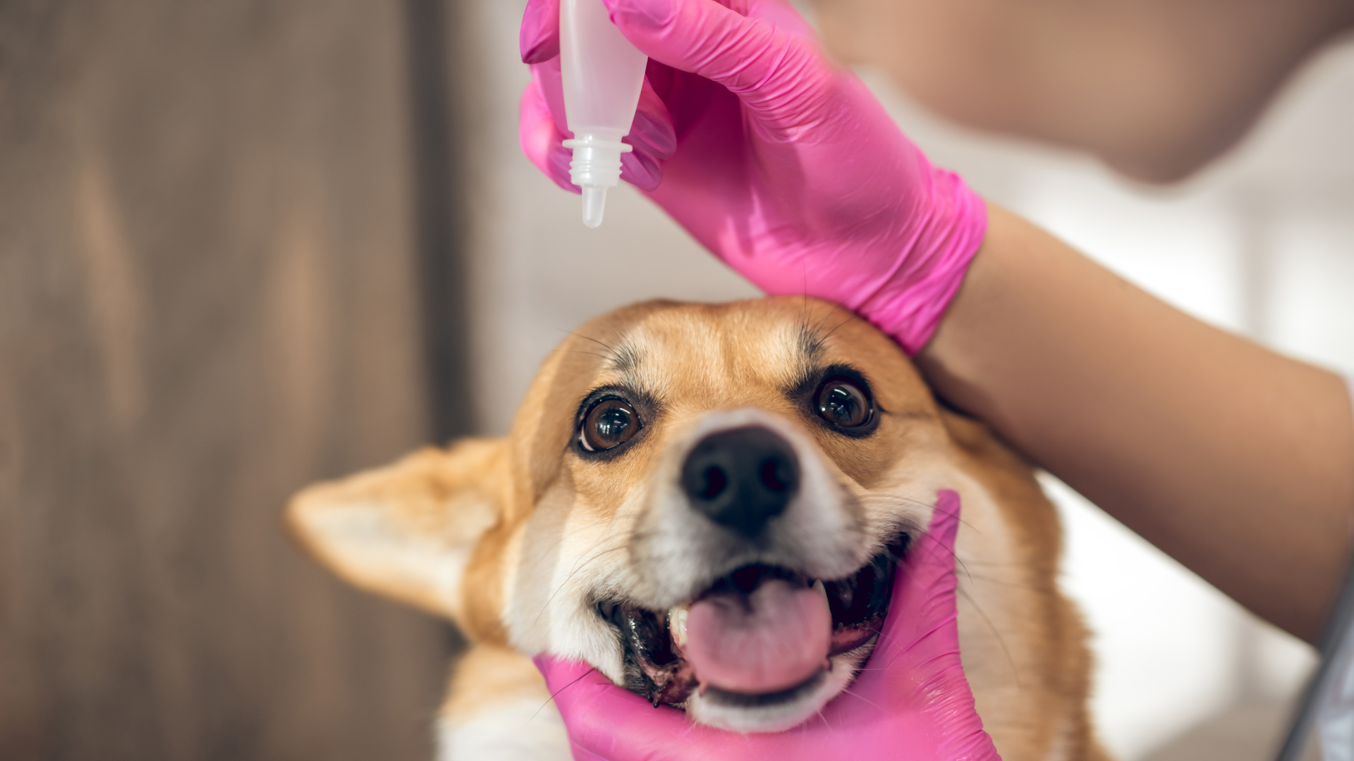 Read more about the article Zapalenie spojówki u psa. Przyczyny, objawy, leczenie.