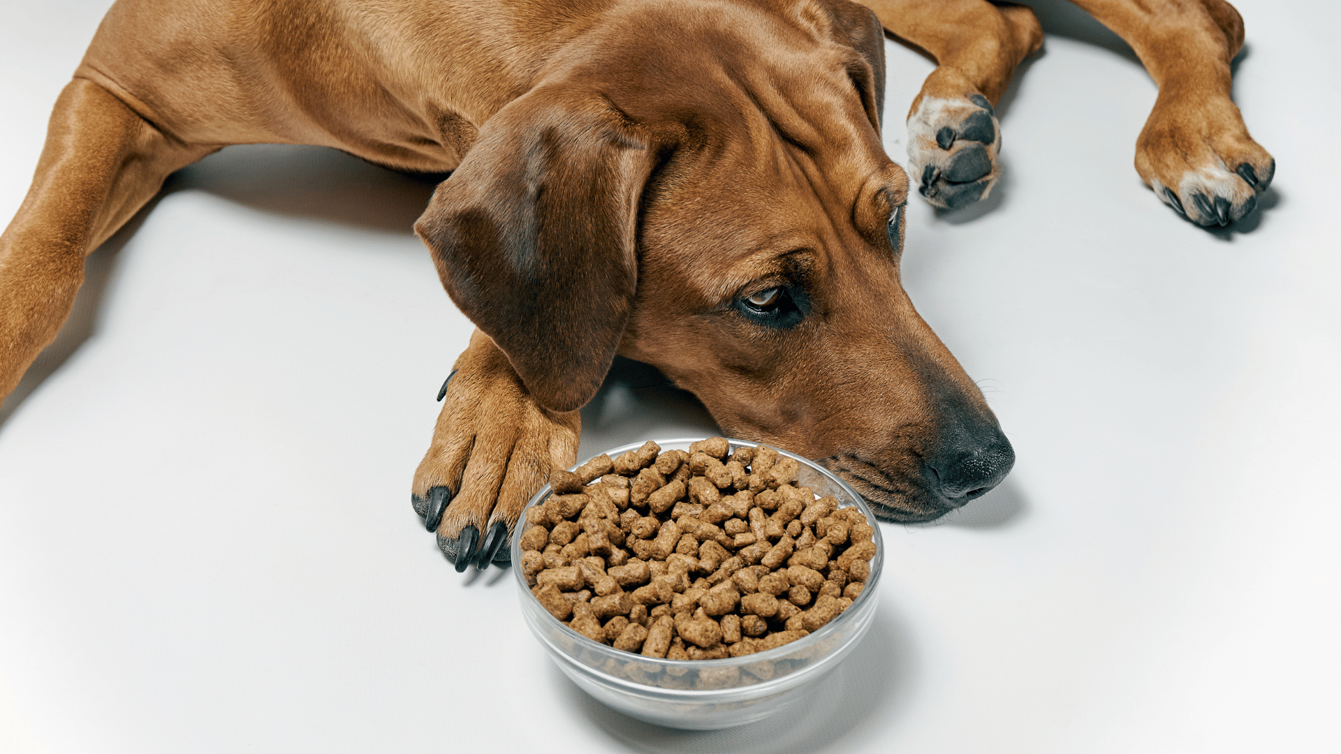 Read more about the article Brak apetytu u psa. Dlaczego pies nie je?